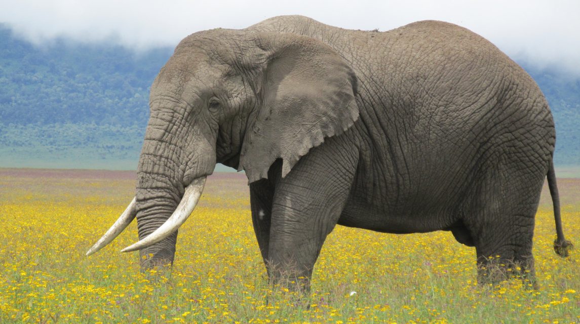 Elephants-ngorongoro