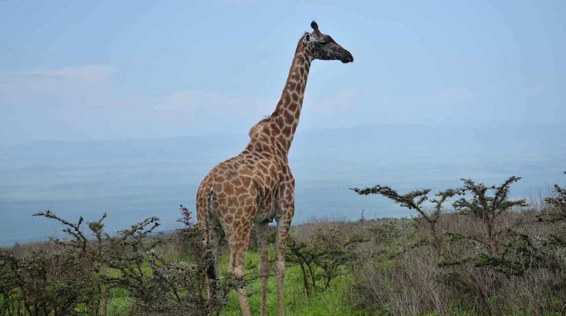 Tarangire np