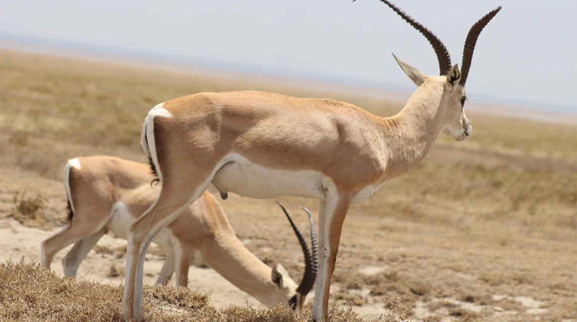 dik dik