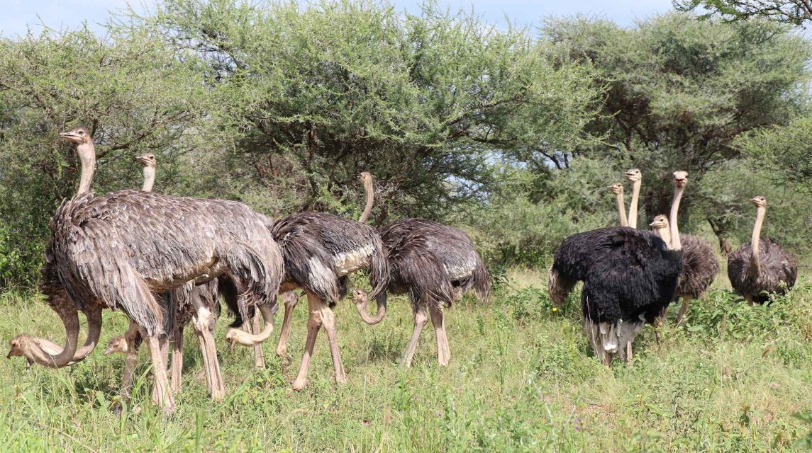 ngorongoro 3