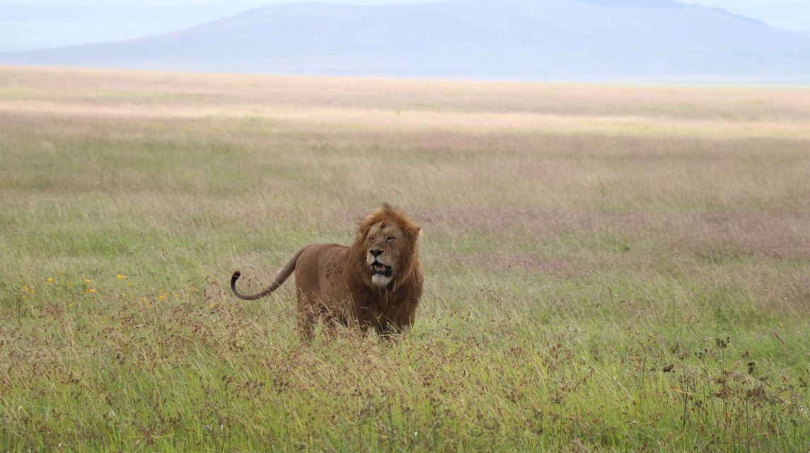 ngorongoro 5