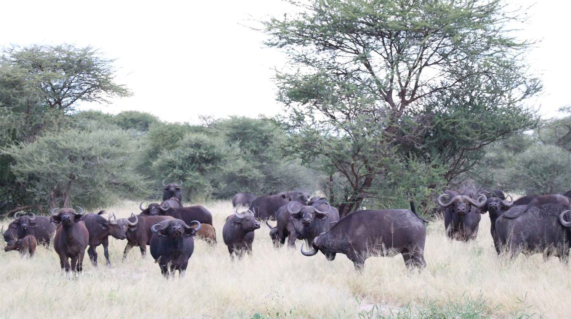 ngorongoro 6