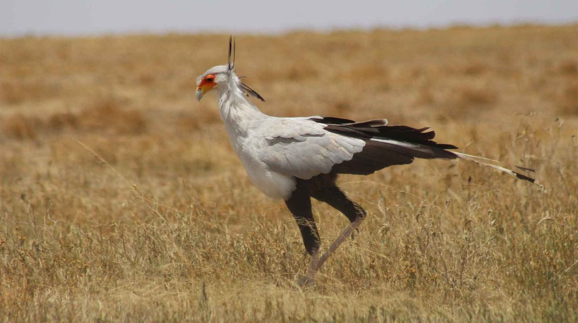 ngorongoro 8