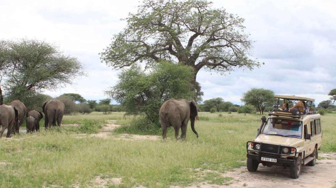 serengeti safari