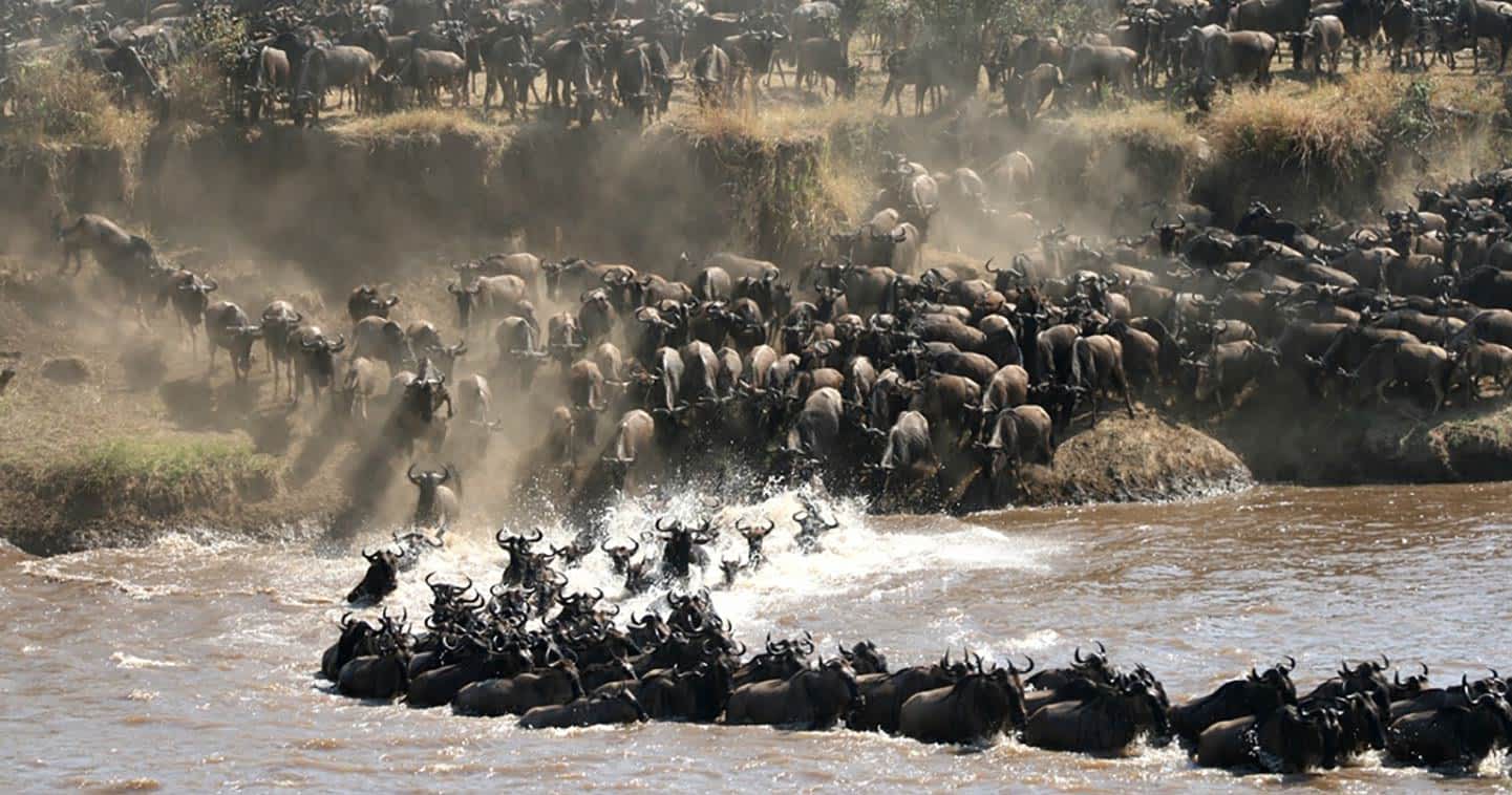 How to Book a Serengeti Safari from Arusha or Zanzibar