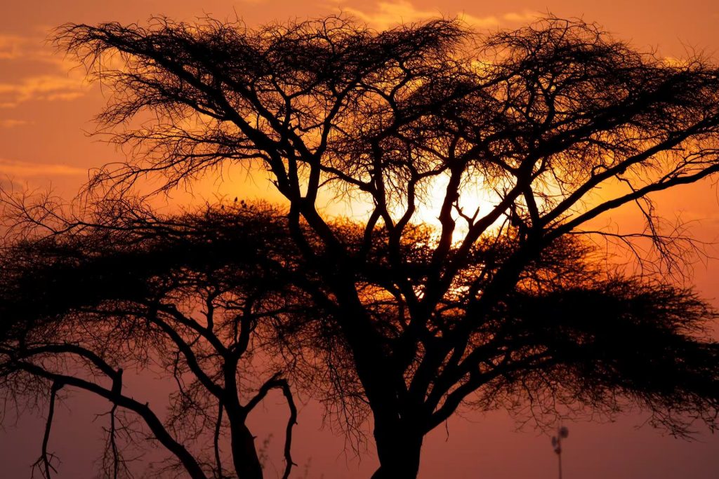 Private serengeti safari