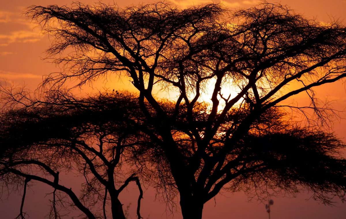 Private serengeti safari