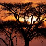Private serengeti safari