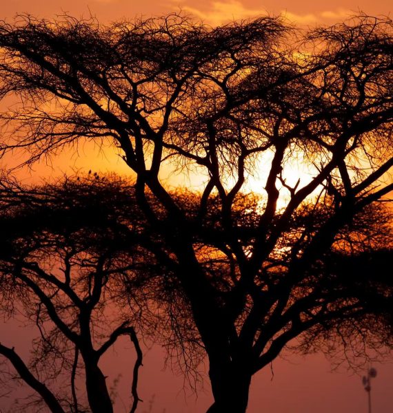 Private serengeti safari