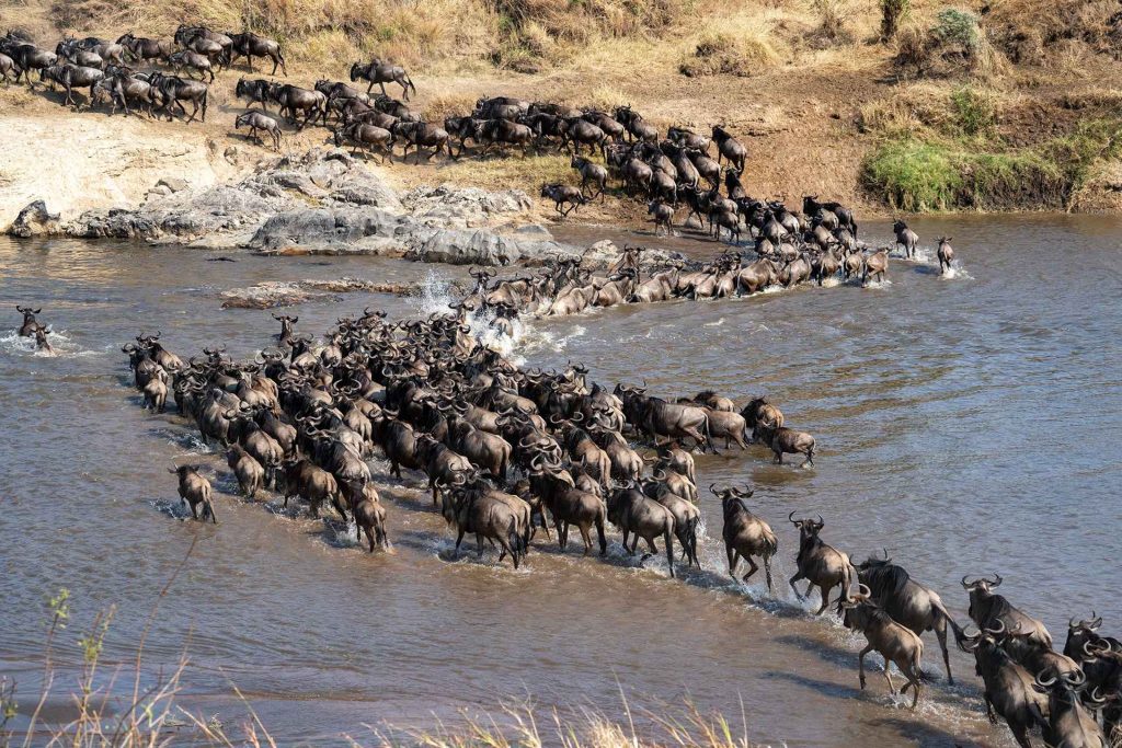 Best Month to Visit Serengeti for the Great Migration