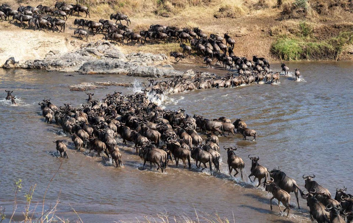 Best Month to Visit Serengeti for the Great Migration