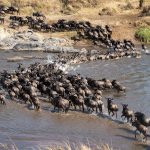 Best Month to Visit Serengeti for the Great Migration