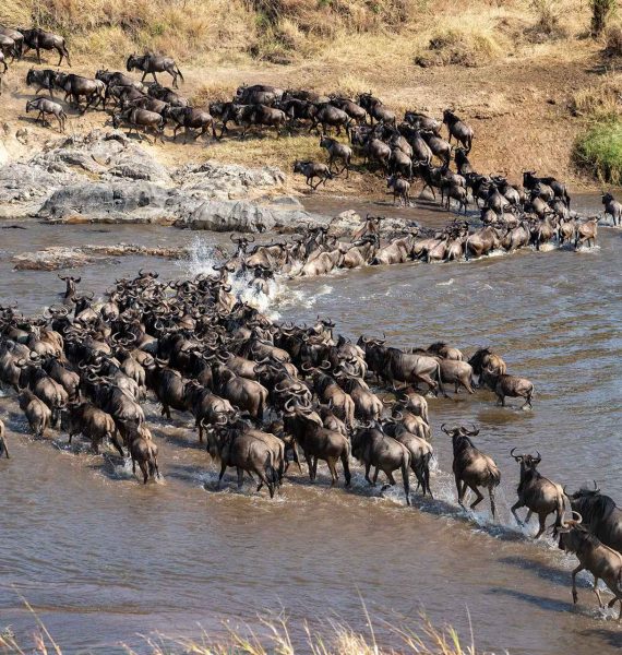 Best Month to Visit Serengeti for the Great Migration