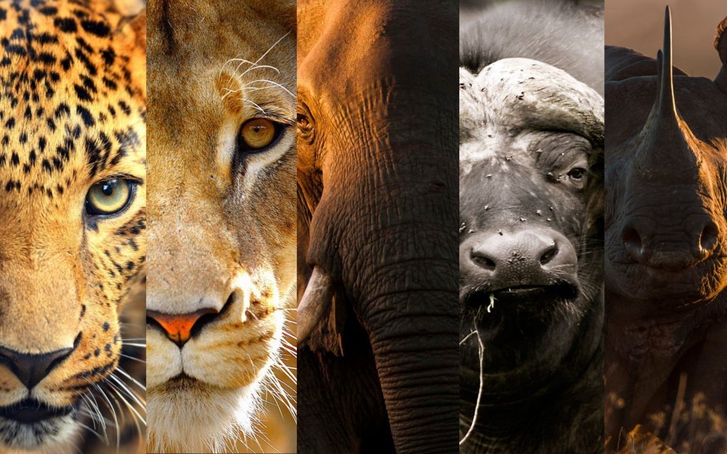 Where to See the Big Five in Tanzania