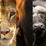 Where to See the Big Five in Tanzania