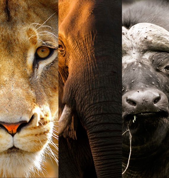 Where to See the Big Five in Tanzania