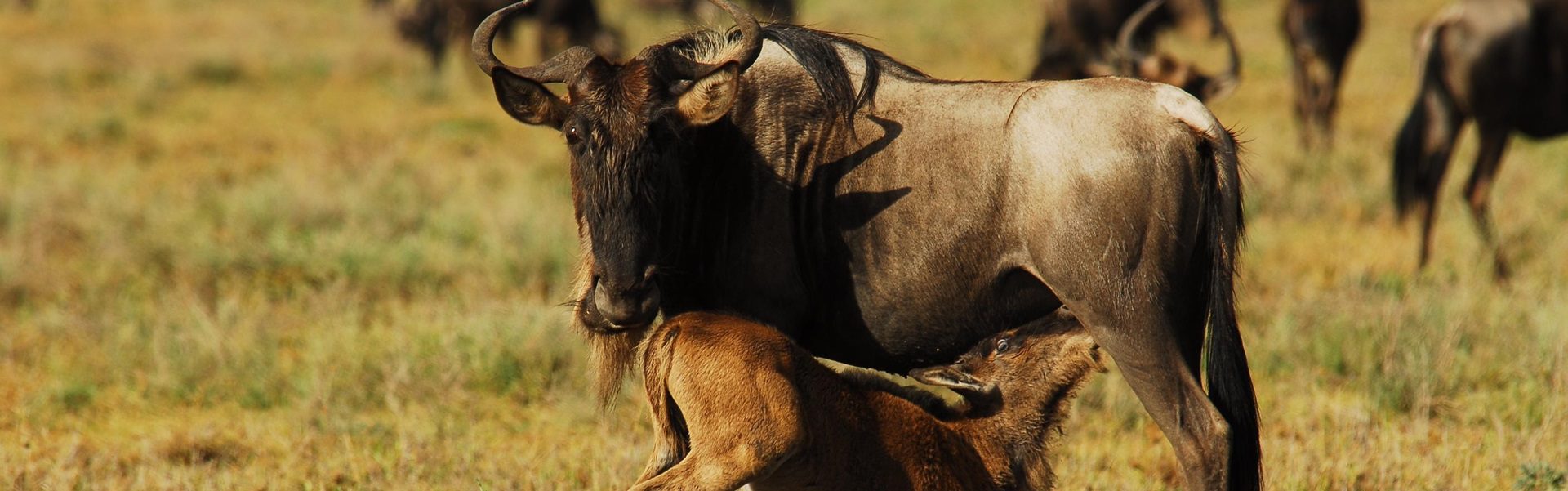 Best Month to Visit Serengeti for the Great Migration