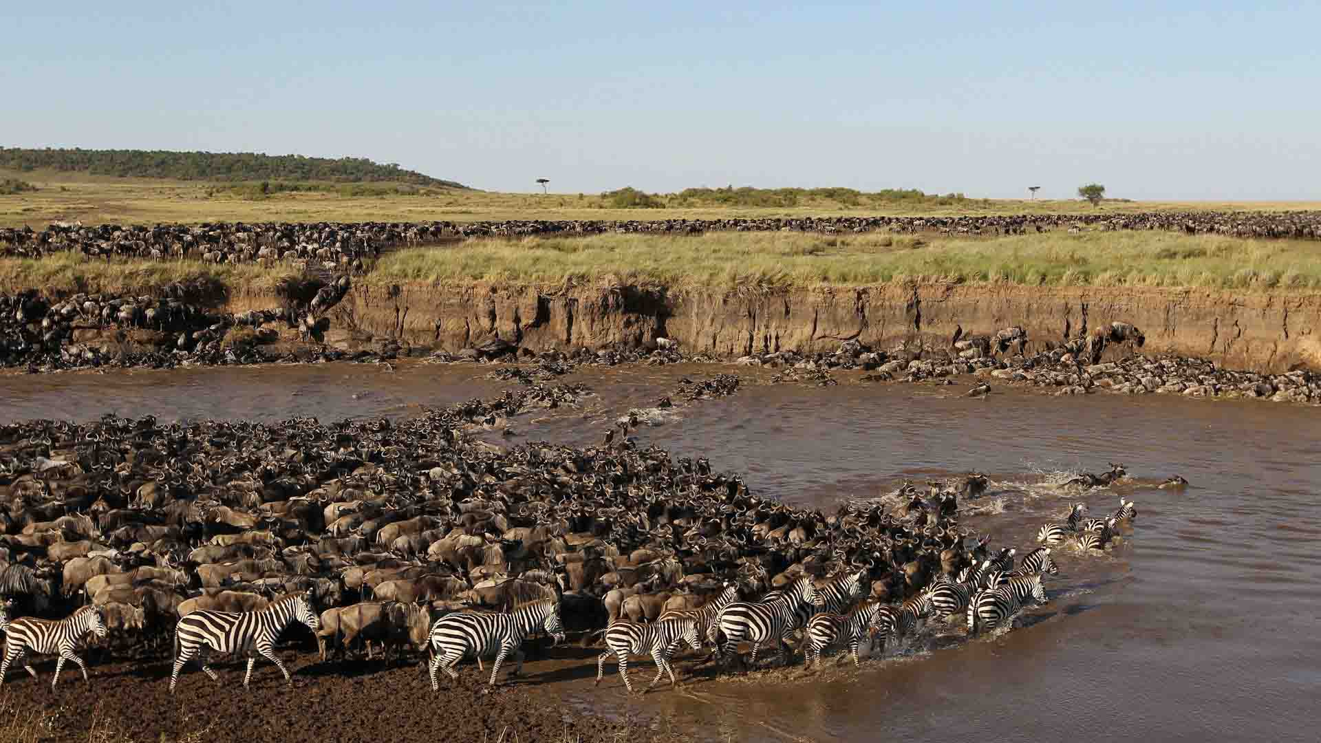 Best Month to Visit Serengeti for the Great Migration